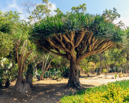 Tropical plants, Wrigley Botanical Gardens & Memorial on Catalina Island, California.