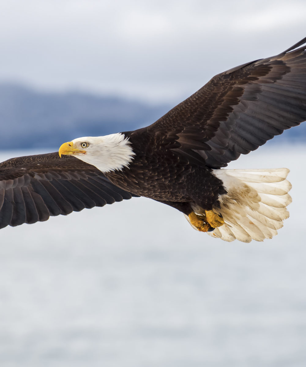 Bald eagle soaring over Alaska Bay near Homer