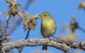 Orange-crowned Warbler