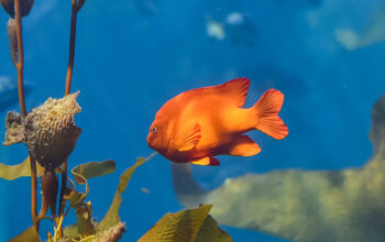 Garibaldi fish (Hypsypops rubicundus), a bright orange type of damselfish, are the official marine fish of California and are protected in the local waters. The are numerous on Santa Catalina Island.