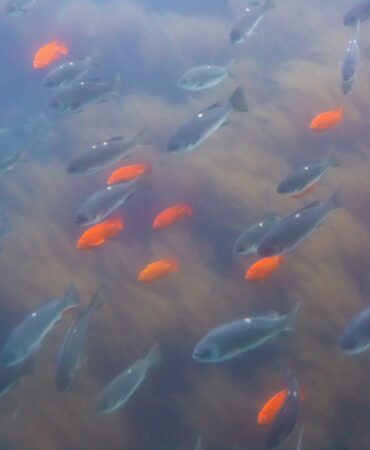 Catalina-Assorted-Fish